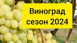 Виноградник в Калининграде сезон 2024 [upl. by Niddala]