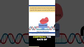 Transcription Factors 101 [upl. by Cuda129]