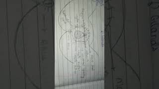 Easy diagram of external female reproductive system medicalbiology anatomysimplified viralvideo [upl. by Ailemor186]