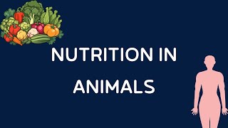 Quick Revision Nutrition in Animals [upl. by Guyon]