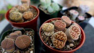 All About Lithops Care [upl. by Nuhsal]