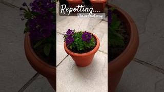 Repotting a plant shortsviral plants youtubeshorts houseplantlover flowers [upl. by Korfonta256]