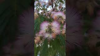 Albizia julibrissin Mimosa [upl. by Adnohser570]