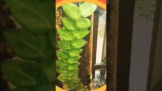 Rhaphidophoraplants shortsviral nature lushplants gardening [upl. by Thecla]