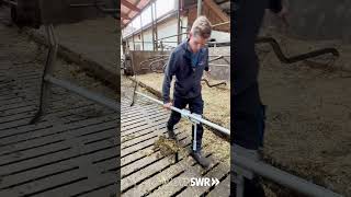 POV Du hast dein Handy im Stall dabei 🐮🐄📱 landwirtschaft bauernhof [upl. by Pierrette]