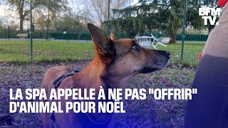 quotCe nest pas un cadeauquot la SPA redoute les adoptions compulsives danimaux pour cadeau de Noël [upl. by Ahsiakal971]