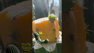 Banana Tricho graft is on the grow cactusjeff grafts cactus trichocereus banana [upl. by Arhsub168]