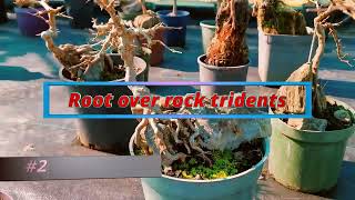 2 min bonsai 2 root over rock tridents [upl. by Eskil351]