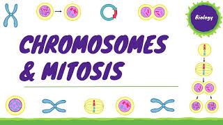 Chromosomes amp Mitosis Cell Division  Cell Biology 3 AQA GCSE Biology [upl. by Llywellyn]