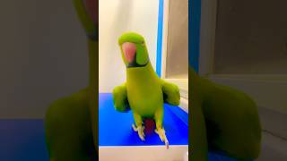 My talkative parrot is dancing and singing viralvideo [upl. by Aneeres]