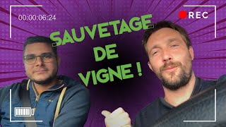 SAUVETAGE DE VIGNE  Nous vous emmenons en suivi dans la région de CHABLIS [upl. by Jaala424]