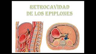 retrocavidad de los epiplones [upl. by Dihaz906]