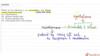 Which of the following is an accumulation and release centre of neurohormones [upl. by Nester949]