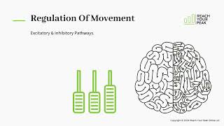 Anatomy amp Neurophysiology of Parkinsons [upl. by Lyall]