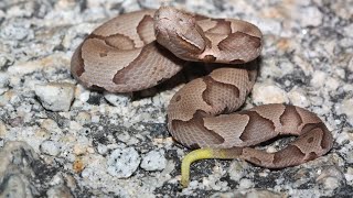 Learning about copperheads with the Carolina Reptile Center [upl. by Eisler]