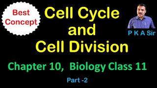 Cell Cycle and Cell Division  Phases of Mitosis  Significance of Mitosis  Chapter 10 Biology [upl. by Vieva163]