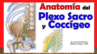 🥇 PLEXO SACRO Y COCCÍGEO Anatomía Fácil y rápida Explicación [upl. by Ahsilat]