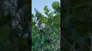 Redcrested Cardinal morning call 🐦🌺💯🤙🏾 asmr birdwatching cardinal fauna [upl. by Leiruh]