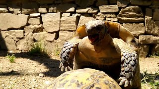 Le cri de la tortue Tortue terrestre tortue africaine [upl. by Enamrej69]