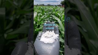 🌽🌱Sulfato de amonio en el maíz 🌱🌽 maiz elotes [upl. by Sheply]