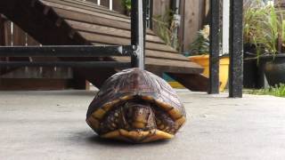 Box Turtle defense and habituation [upl. by Augusto]