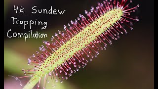 4k Sundew Trapping Compilation [upl. by Cone99]