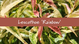 Leucothoe Rainbow at Prides Corner Farms [upl. by Ailati677]