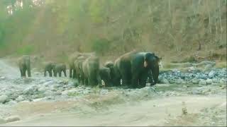 Jim Corbett National Park  Garjiya Zone Jungle Safari  Wildlife Photography [upl. by Hut]