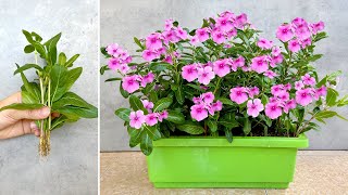 Create a beautiful garden landscape with periwinkle flowers and very simple propagation [upl. by Haek]