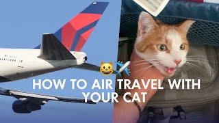 How to Air Travel with Your Cat FIRST FLIGHT Tips [upl. by Etnemelc]