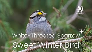 WhiteThroated Sparrows Song and Facts About This Winter Bird [upl. by Siroled]