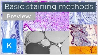 Basic histological staining methods preview  Human Histology  Kenhub [upl. by Kippar]