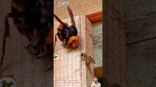 Ong đất tấn công tổ ong mật  Ground wasps attack honey bees [upl. by Eerat]