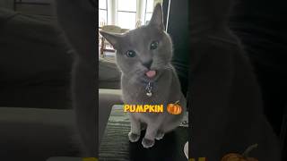 Archie has Purrfected his fall calendar 😸cat adorable autumn ￼animals [upl. by Ranson]