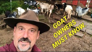 Raising goats basics 10 things you need to understand before getting goats [upl. by Ursulina]