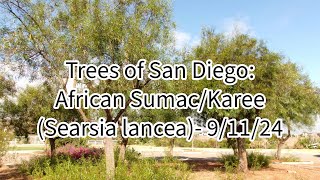 Trees of San Diego African Sumac Searsia lancea 91124 [upl. by Jermain]