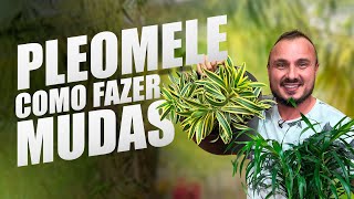 Como fazer mudas da PLEOMELE  Aprenda cultivar podar e propagar [upl. by Ettedo]