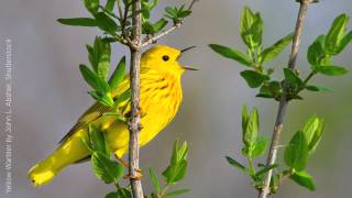 Yellow Warbler Song [upl. by Qulllon]