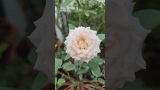 Long lasting Rose flower rose flowerrose [upl. by Hareema]