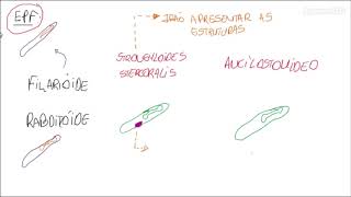 Como diferenciar larvas de Strongyloides stercoralis das larvas de Ancilostomídeos [upl. by Asin]