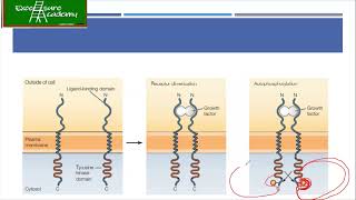 Cell Biology Lecture 46 Tyrosine Kinase Signaling Integrin Signaling JAKSTAT Pathway [upl. by Noram26]