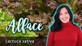 Alface – Lactuca sativa [upl. by Yanel]