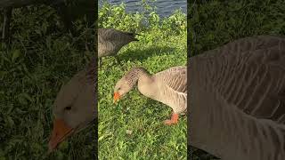 Greylag goose [upl. by Roath]