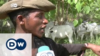 Herdsmen clash with farmers in Nigeria  DW News [upl. by Shields186]