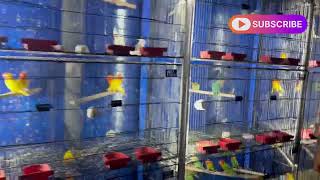 New cage and lovebirds ka 2 or pairs afterlovebird albinolovebird parblue split oplinevlog67 [upl. by Navaj]