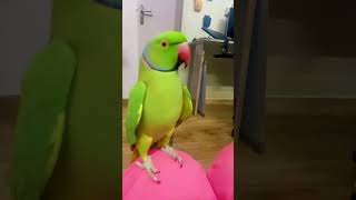 My NONSTOP talkative parrot Zoomi 😃😅 [upl. by Orgell763]