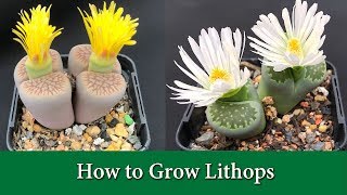 How to Water amp Care For Lithops Living Stones  Includes When to water Light Soil Fertiliser [upl. by Eylhsa]