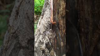 ASMR scratching  Scratcing ASMR  Rubber Tree ASMR satisfyingasmr asmr  third day of work [upl. by Bomke40]