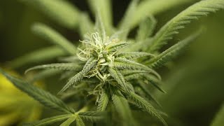 FDA panel recommends marijuanabased drug [upl. by Ettesoj744]