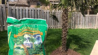 How to fertilize your palm trees [upl. by Netloc]